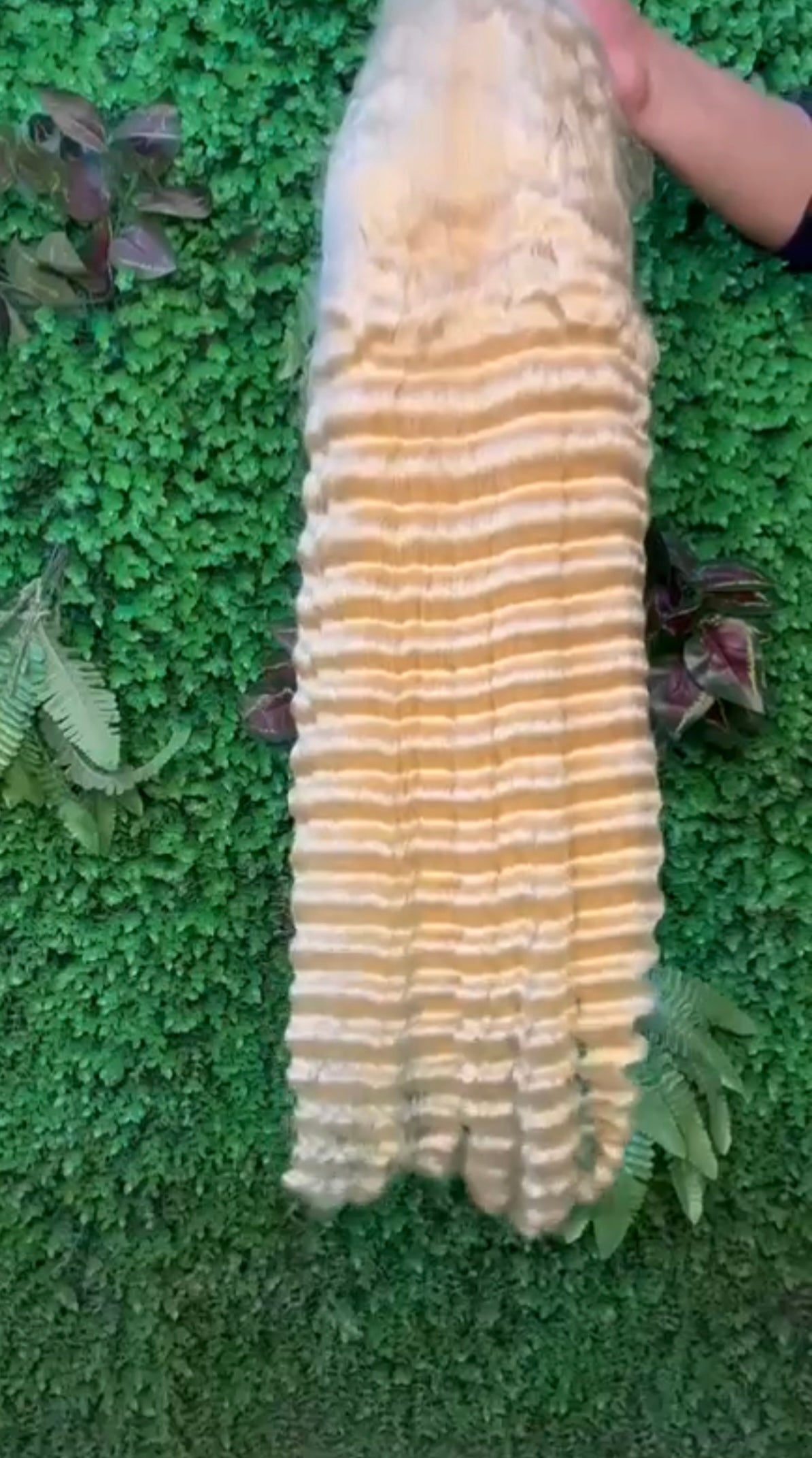 13x4 Transparent Wigs (180% Density)